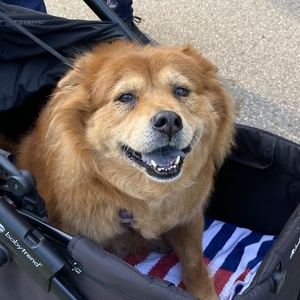 Fundraising Page: Lisa Boner